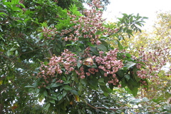 Andira inermis